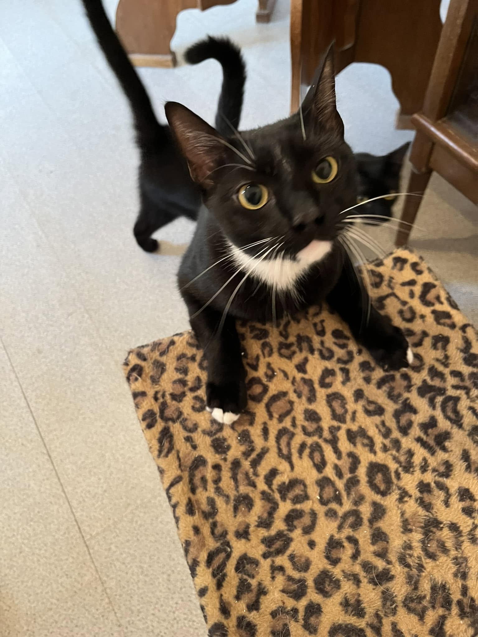 PetLand Arad